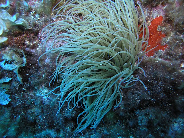 Die Insel Tavolara ist ein sagenumwobenes Königreich zwischen Meer und Bergen