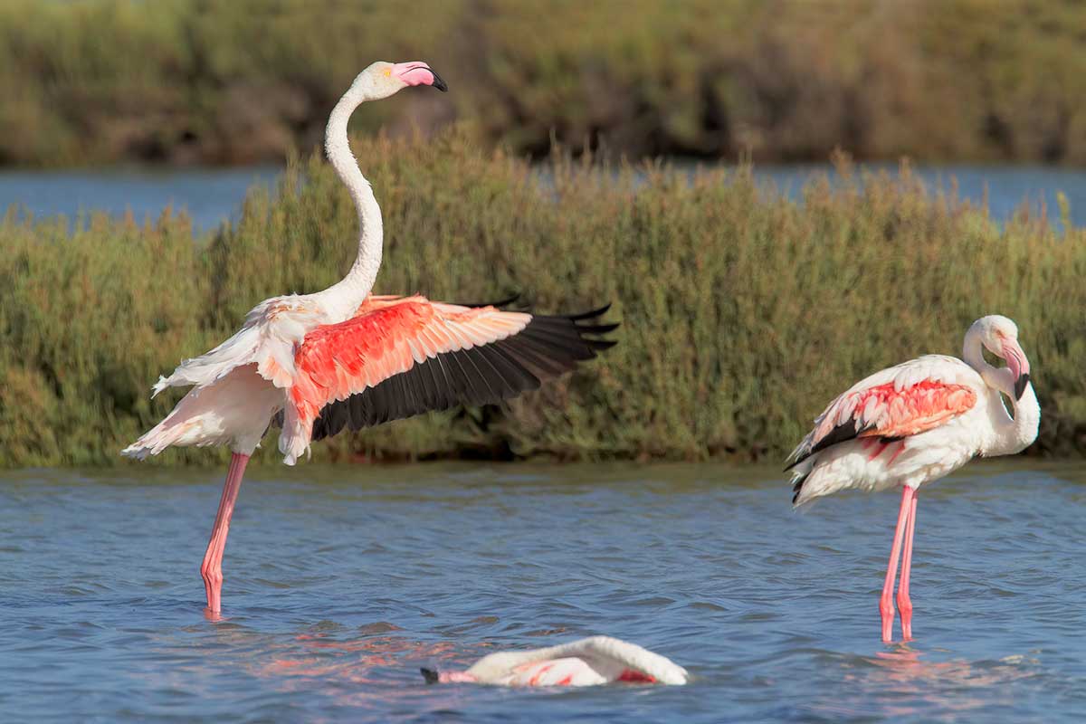 Juni in Sardinien: die Pink Flamingo Show