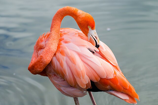 June in Sardinia: the pink flamingo show